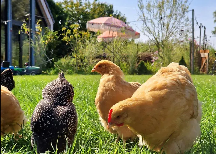 Buuf In De Brabantse Schijndel