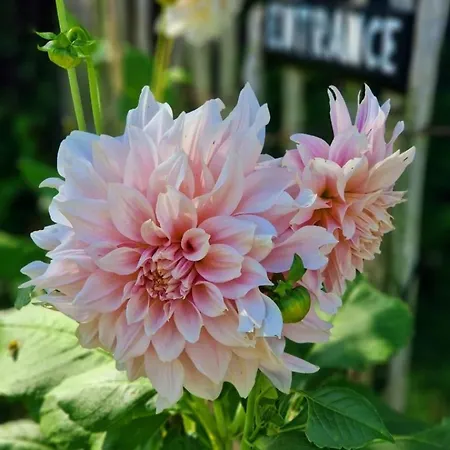 Buuf In De Brabantse 度假居