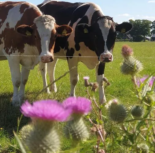 Buuf In De Brabantse Дом отдыха *