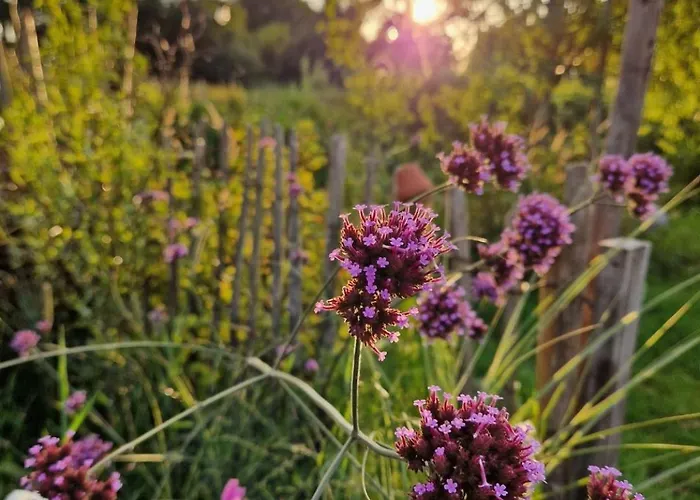 Дом отдыха Buuf In De Brabantse
