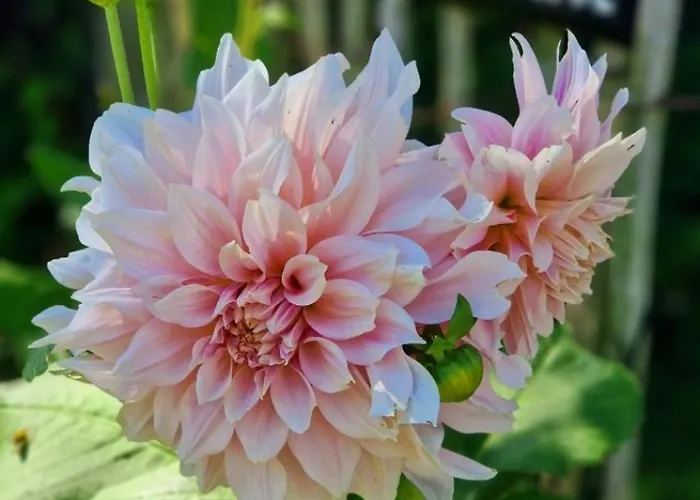 Buuf In De Brabantse Дом отдыха