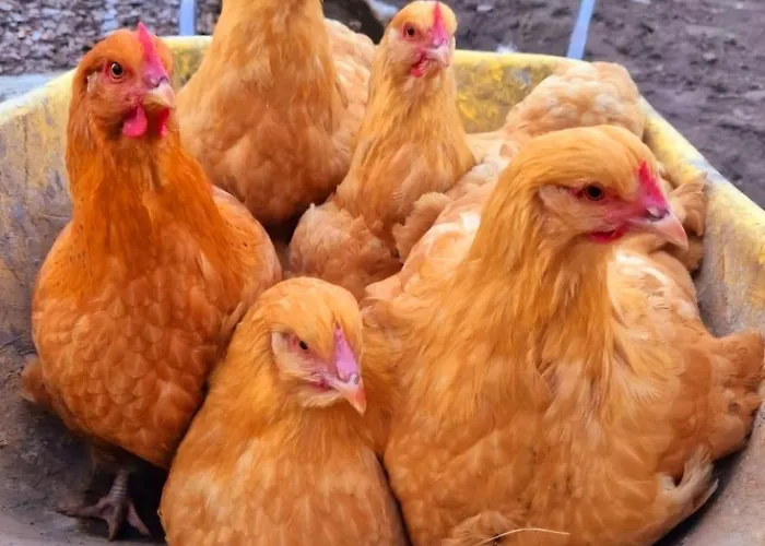 Buuf In De Brabantse Дом отдыха *